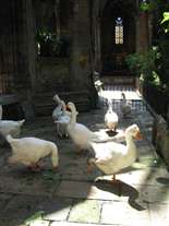 Click for large image