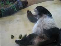 Click for large image