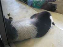 Click for large image