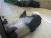 Click for large image