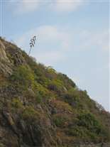 Click for large image