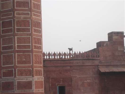 Click for large image