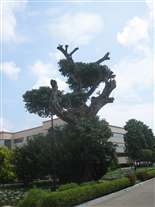 Click for large image